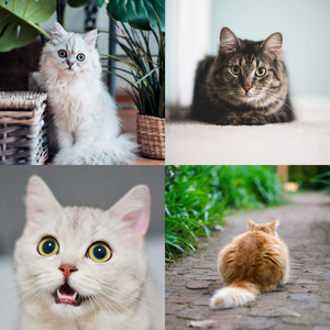 微妙的小猫心情