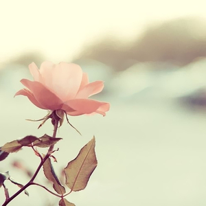 传灯情 - 简名凉寒