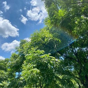 孤独颂歌 [高质量]