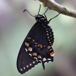 벼랑 끝의 나비