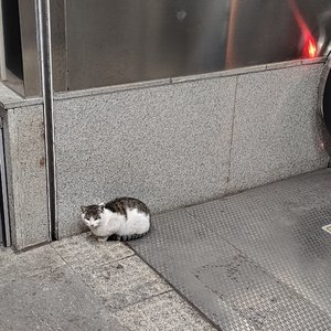 海鸥飞过的秋天