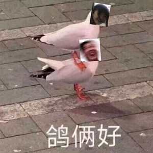 无敌小可爱
