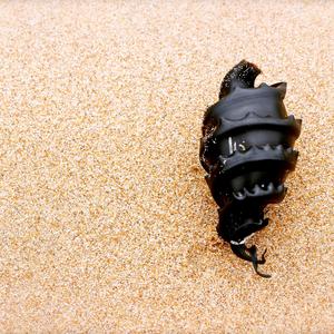 Cornish Curse