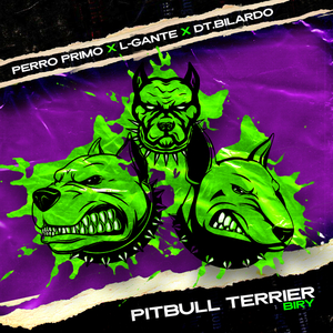 Pitbull Terrier Biry