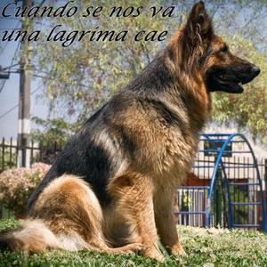 Cuando se nos va una lagrima cae (Originnal)