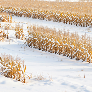 明知这场雪落不到白头