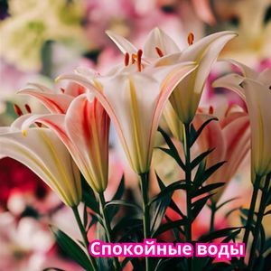 Березовая роща