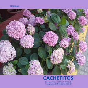 Cachetitos