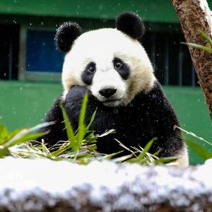 大家一起喜羊羊