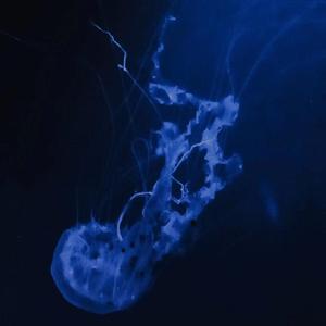 昨晚我梦见了我学会了游泳