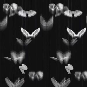 一千具蝴蝶的骸骨睡在我的墙上