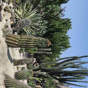 闫东炜-四叶草的幻想（喝完奶就睡 remix）