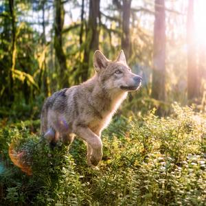 おうちにかえろう (Going Home, Little Wolf 日本語版)