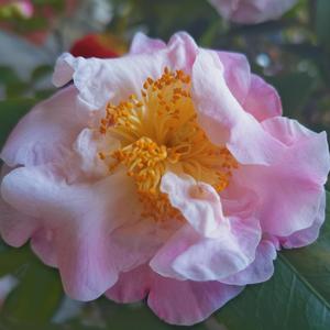 望（翻自Ailee）