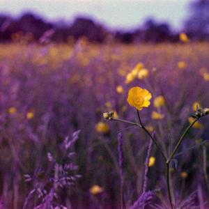 NCB (Live Corn Exchange 28/10/2024) (Live)