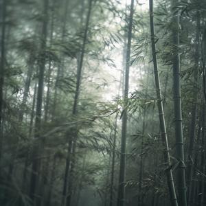 Bamboo Windscape