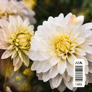 Dahlia