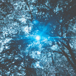 Komorebi 木漏れ日