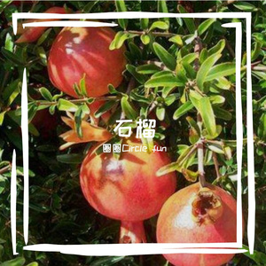 石榴