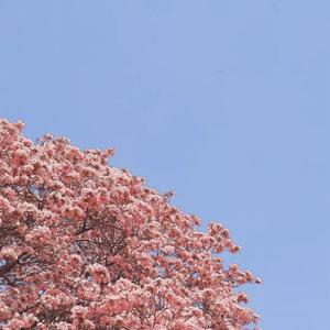 早晨的太阳（remix）