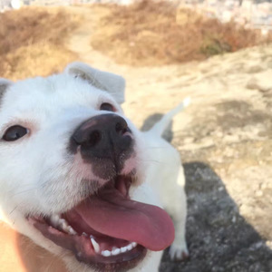 寻狗启示（Demo）