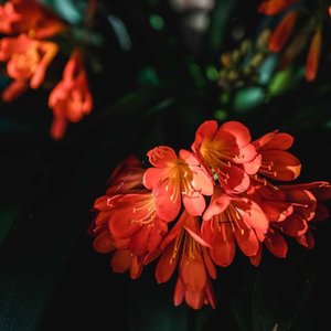 恋着多喜欢翻唱