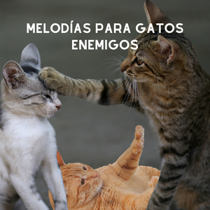 Acechando Al Siguiente