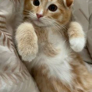 Likwit Rhyming (sped up)