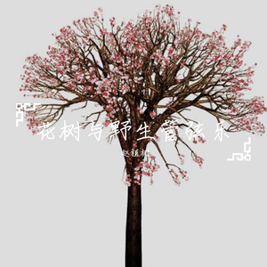 一棵会开花的树