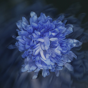 Нелюбимая Strings Orchestra Studio Live