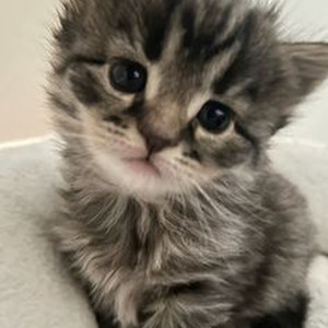 Since You've Been Gone (slowed)