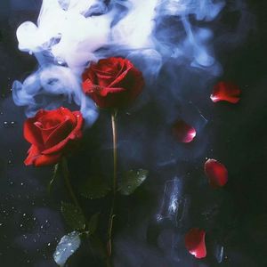 黑暗中生长的花（抵制校园暴力）