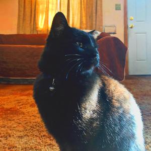 papis home (instrumental)