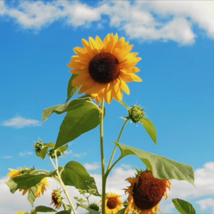 ひまわりの約束