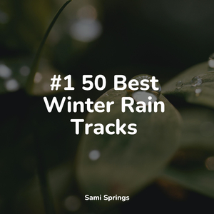 Wetland, Rain, Puddle, Frogs