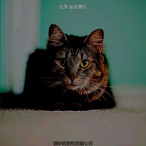 温和可爱的猫梦想