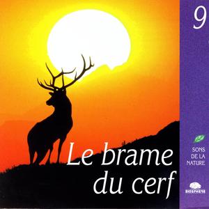 Brame Langoureux De 2 Cerfs Avant L'Aube
