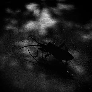 Marginatus