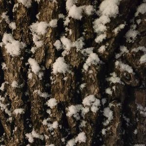 黒猫とピアニストのタンゴ