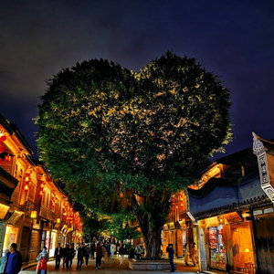 榕树下的逆流而上