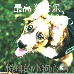 精彩幼犬环境