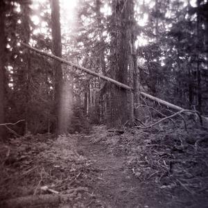 I Feel Like a Polar Bear