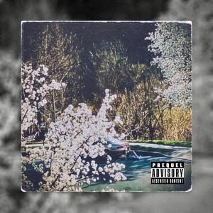 e a r l y m o r n i n g s