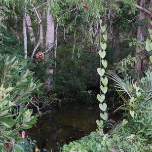 swamp madness