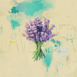 Lavender