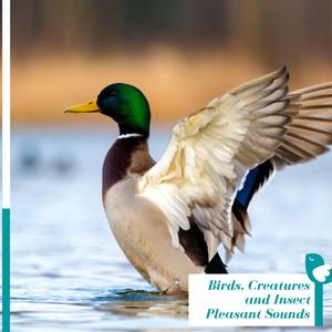 Atractive Bird Chorus