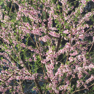 春日粉樱