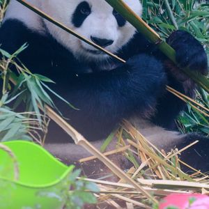 信念的翅膀