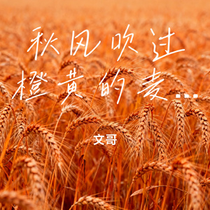 秋风吹过橙黄的麦田