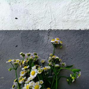 侵蚀（Prod.Jianastic.x)